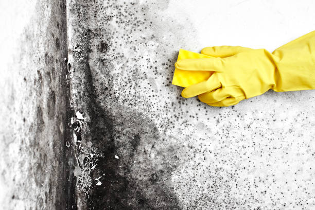 Best Mold Odor Removal Services  in Como, WI
