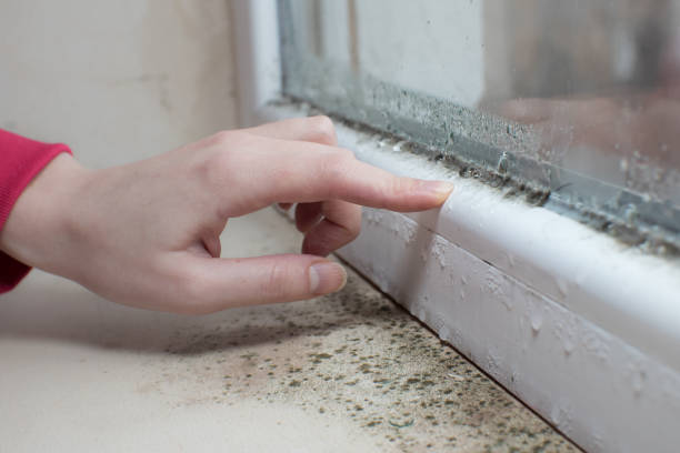 Trusted Como, WI Mold Removal Experts
